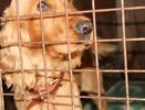 В приюте для животных в Артемовском массово сжигали собак