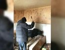 В Екатеринбурге осудили убийцу спящей соседки, разводившей мопсов