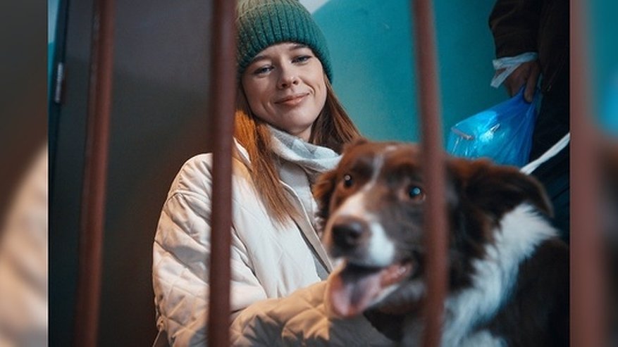 Главная картинка новости: Екатеринбуржцы сняли короткометражку о бездомных собаках, которым грозит отстрел