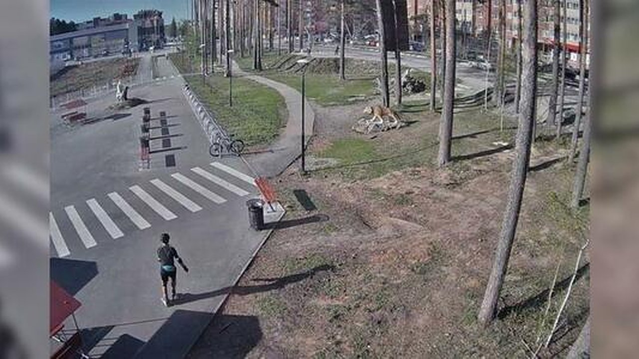 Главная картинка новости: В Свердловской области ищут мужчину на роликах, насмерть сбившего бабушку в Березовском