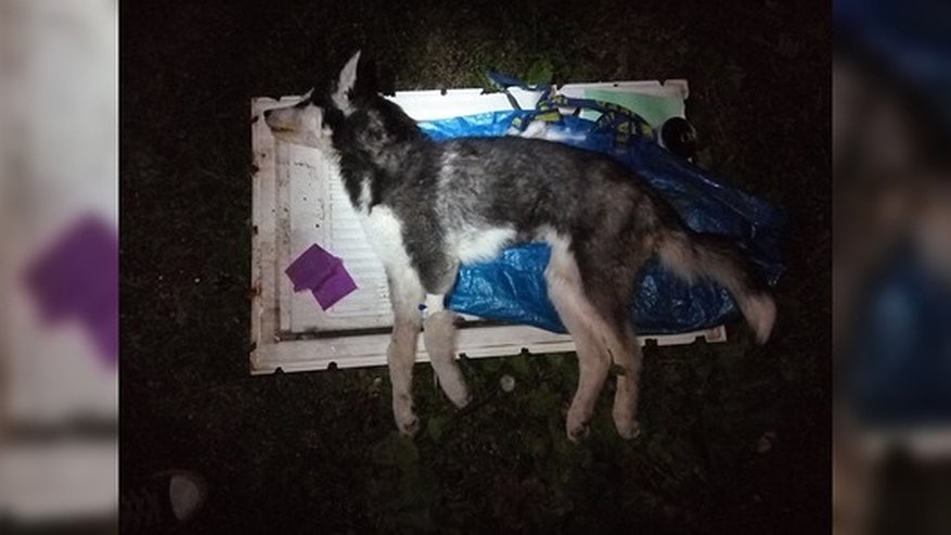 Главная картинка новости: "Шанса больше нет": брошенный на улице в Екатеринбурге щенок хаски умер