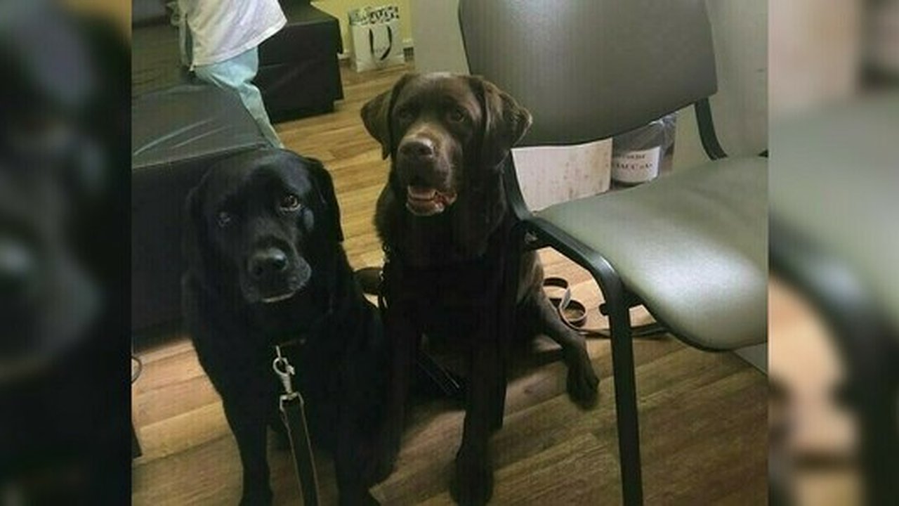 Главная картинка новости: Собаки-терапевты помогают екатеринбургским врачам лечить пациентов