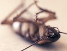 На Урале детское отделение больницы оштрафовали из-за жалобы на тараканов