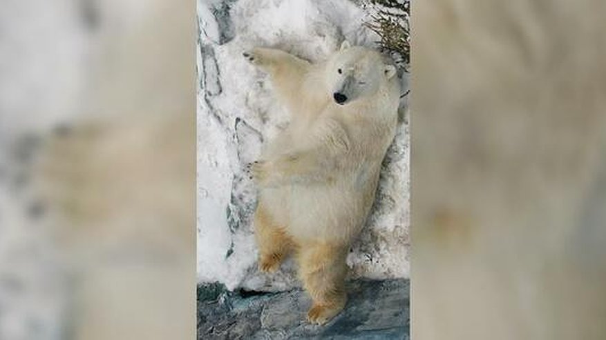 Главная картинка новости: В Екатеринбургском зоопарке 27 января отметят день белого медведя