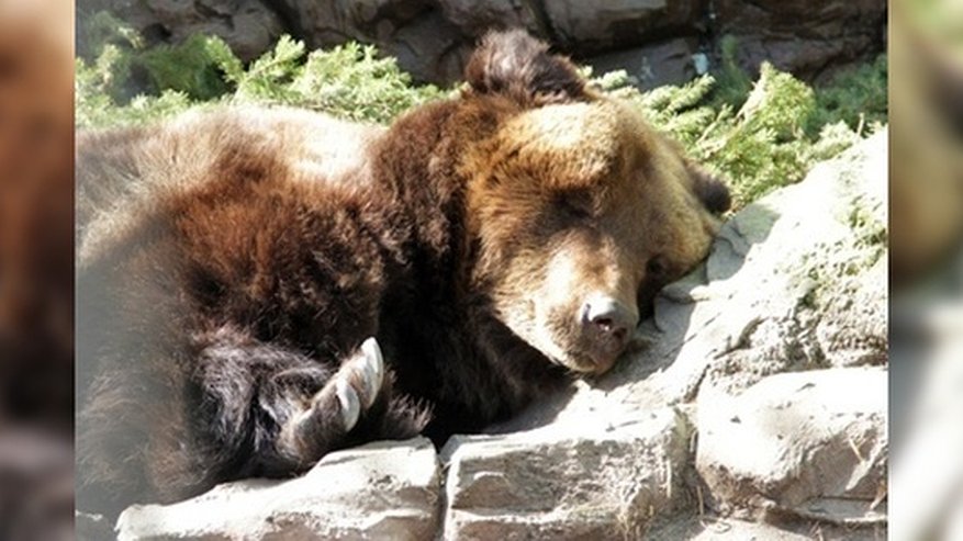Пора спать: в екатеринбургском зоопарке медведи устраиваются в берлогах
