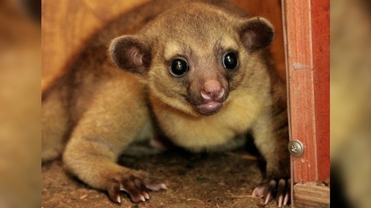 Главная картинка новости: В зоопарке Екатеринбурга родился тропический енот кинкажу