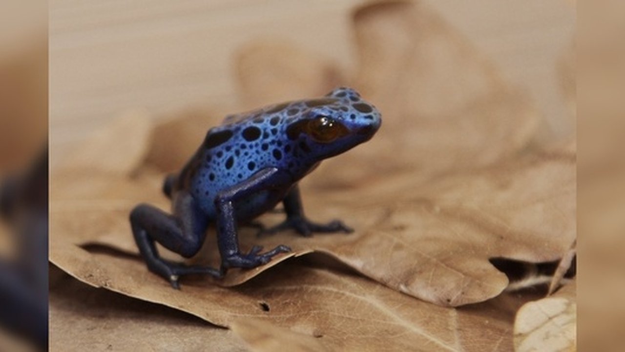 Главная картинка новости: В Екатеринбургском зоопарке выберут самого очаровательного "Зоомистера-2020"