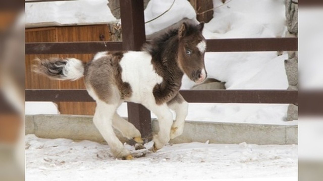 Главная картинка новости: В Екатеринбургском зоопарке впервые родился миниатюрный жеребенок