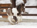 В Екатеринбургском зоопарке впервые родился миниатюрный жеребенок