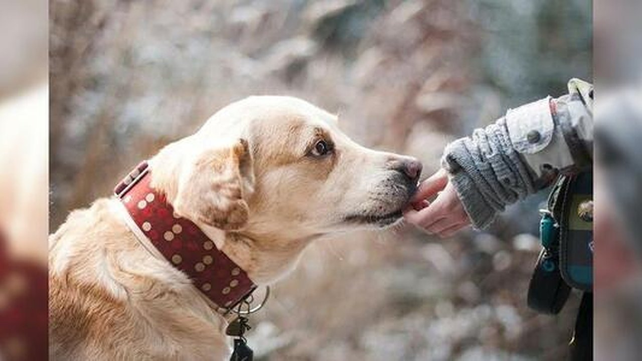 Главная картинка новости: Жителям Екатеринбурга запретят подбирать диких животных и уносить домой