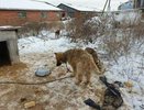 "Не могут встать от голода": в Камышлове собаки умирают в передержке