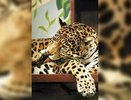 В Екатеринбурге выбирают имя для самки ягуара - январь 2015 год