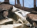 В екатеринбургском зоопарке выбирают лучшую пару - февраль 2015