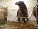 Цирк Нижнего Тагила - 7 февраля 2015 года