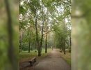 Власти Екатеринбурга запретили застройку зеленых зон