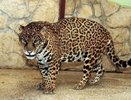 В зоопарке Екатеринбурга выбрали имя для самки ягуара - 9 февраля 2015 года