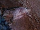 Догхантеры в Екатеринбурге: интервью с убийцей собак - 2015