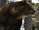 Медведь-шатун не доживает до весны: в Свердловской области застрелили опасного зверя