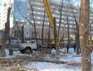 В Екатеринбурге вырубают тополиную аллею на Белинского