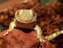 Зоомисс в Екатеринбургском зоопарке: какое животное самое красивое - голосование 5 марта 2015
