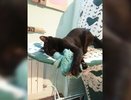 Зоозащитники Екатеринбурга поймали и кастрировали кота Сатану - 25 февраля 2014 года