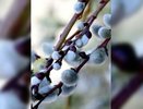 Вербное воскресенье 5 апреля: где в Екатеринбурге можно купить или собрать вербу - апрель 2015 года