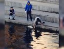 Екатеринбуржец поймал 20-килограммовую рыбу в центре города, фото - 3 апреля 2015  года