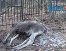 На базе отдыха под Чебаркулем молодой лось покончил жизнь самоубийством - 14 мая 2015 года