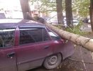 Дерево упало на машину в Екатеринбурге: что делать и куда звонить - 17 мая 2015 года