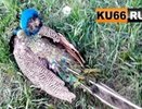 В Каменске-Уральском нашли трупы обезьянки и павлина: полиция проводит проверку - май 2015 года