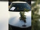 В Екатеринбурге автохамам выдают дипломы и награждают «букетами»