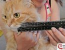 Самые длинные усы в России у рыжего кота Крепыша из Твери - Книга рекордов России - 8 июня 2015 года