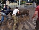 Наводнение в Грузии: в Тбилиси отловили все животных из зоопарка - 13-14 июня 2015 года