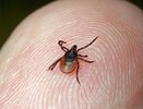 В Екатеринбурге второй человек скончался от укуса энцефалитного клеща - 24 июня 2015