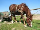 Пьяные цыгане на повозке гонялись за беременной автоледи по дорогам Нижнего Тагила - 1 июля 2015 года
