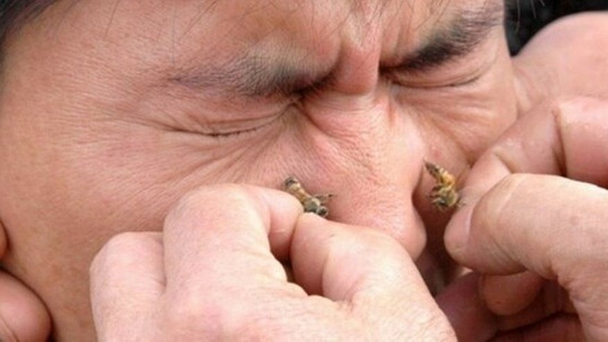 Главная картинка новости: Пятнадцать жал в голове: сотрудники ДПС спасли покусанного пчелами уральца - июнь 2015 года