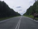 Лось и превышение: на Ютубе появилось видео ДТП под Екатеринбургом со счастливым концом - июль 2015 года