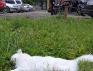 В Екатеринбурге в общежитии на улице Сулимова из окна четвертого этажа выбросили кошку: животное скончалось через сорок минут - фото и видео - 4 сентября 2015 года
