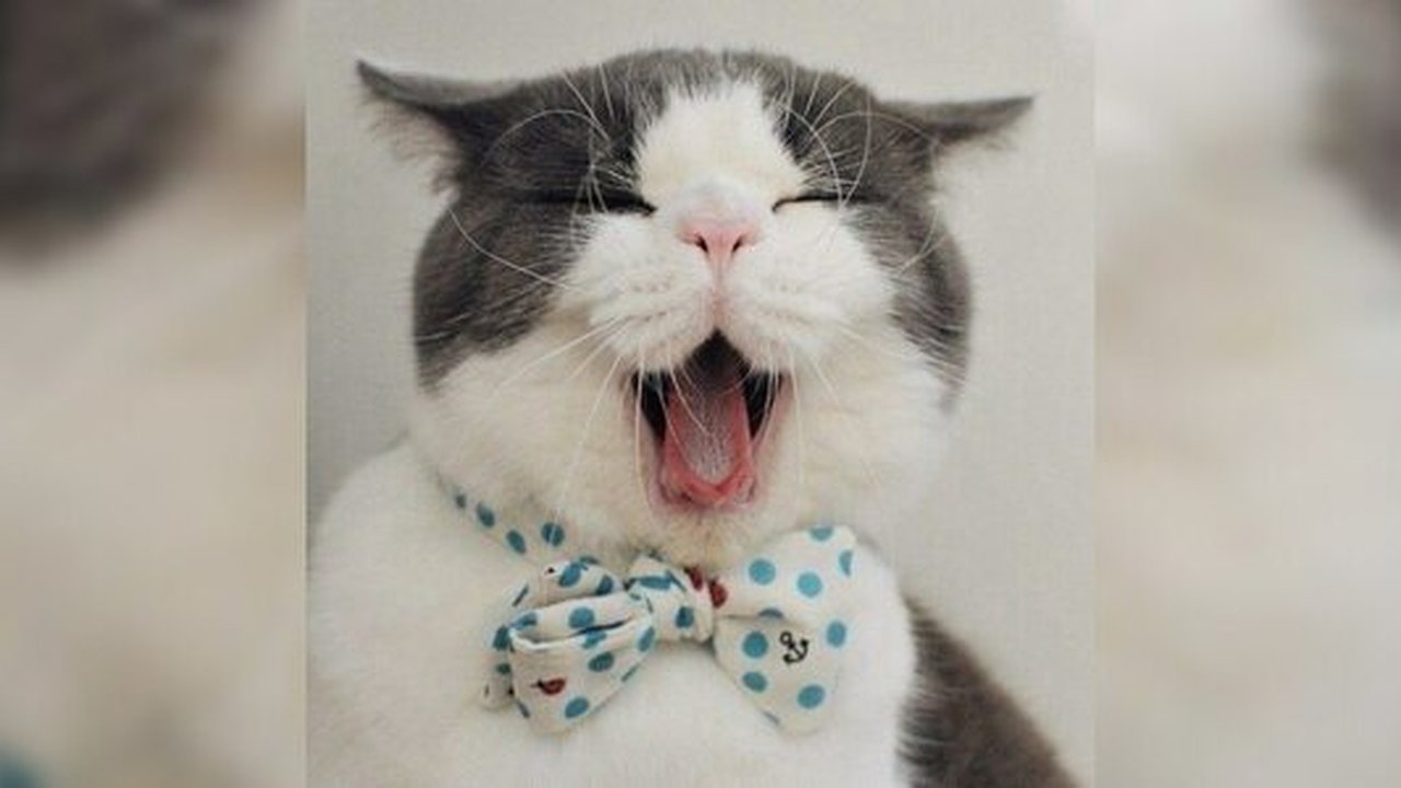 Главная картинка новости: В Екатеринбурге более 50 котов станут арендаторами бизнес-центра «Президентский» - 14.09.2015