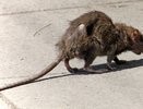 В Екатеринбурге в квартире в переулке Ученическом из унитаза вылезла крыса - 16 октября 2015 года