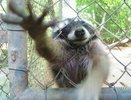 В живом уголке исправительной колонии №2 Екатеринбурга поселился енот Семен
