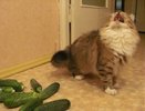 Ветеринары попросили людей прекратить пугать котов огурцами