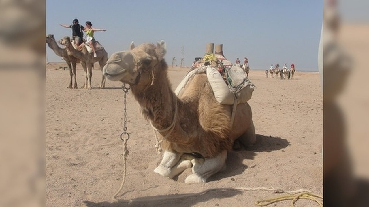 Главная картинка новости: Российские туристы нашли новый способ обойти запреты на полеты в Египет