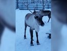 В Уральскую резиденцию Деда Мороза прибыл новый олень-вожак Гром