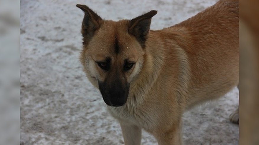 Главная картинка новости: В Екатеринбурге работники «Спецавтобазы» едва не забрали сторожевого пса - фото и видео 13 декабря 2015 года