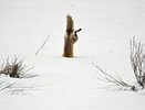 А вам слабо? #snowdiving - американские мужчины в трусах прыгают в сугробы, лисы поддерживают флешмоб