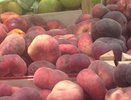 Российское правительство отказалось запрещать торговлю санкционными товарами