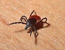 В деревне под Каменском-Уральским клещ укусил женщину: насекомое принес домой кот