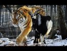 Обама приедет в сафари-парк в Приморье, чтобы навестить Тимура и Амура