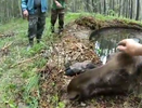 Под Режом спасли лосиху, оказавшуюся в плену – 29 мая 2016 года видео